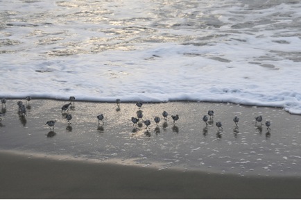 Western Sandpipers - new favorite bird for their wave chasing skills.