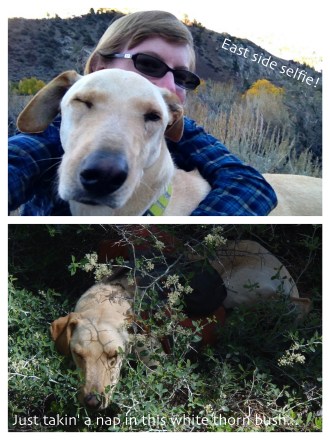 Aspen selfie and hiding in a bush