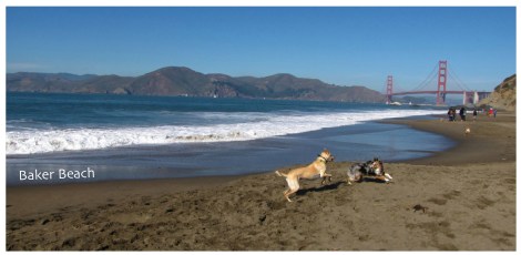 Dogs playing on Baker Beach