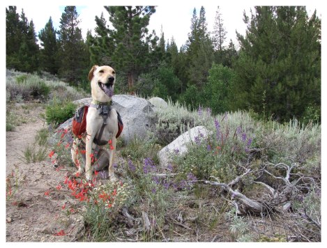 Along the trail to Gibbs Lake