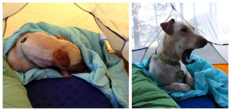 Insert adventure pup