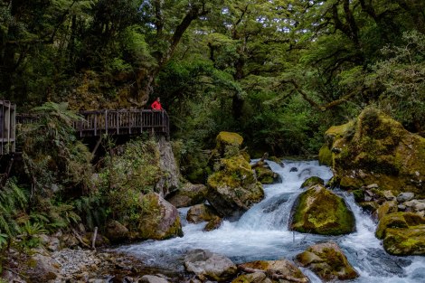 Along the rapids of the Hollyford River
