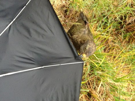 A "cheeky" kea tried to nab my umbrella while I took the above photo.