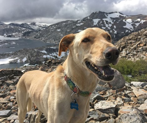 Aspen above Lake Aloha