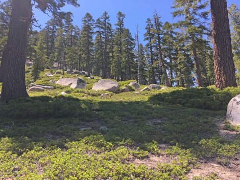 The start of Angora Peak climb