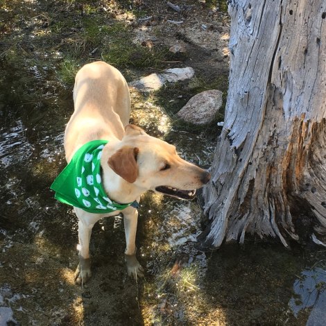 Aspen in Angora Lake