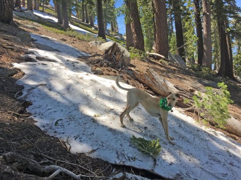 Snow patches on Angora Peak climb