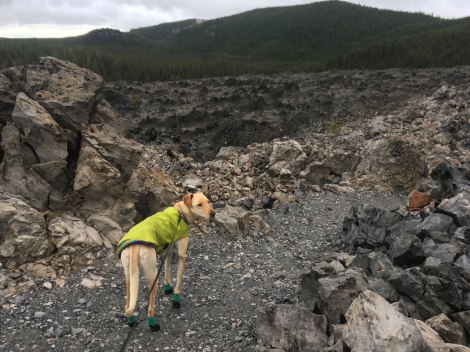 Aspen on the Obsidian Flow Trail
