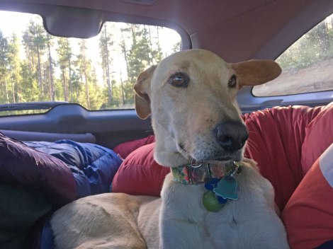 Aspen on the platform